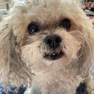 Meet your Posher, Allyson